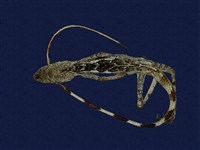 藏品(斯文豪氏攀蜥)的圖片